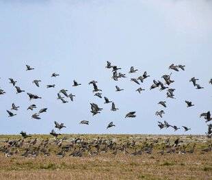 La Revue Nationale de La Chasse 945 CHANTE AVEC LES OIES D'ÉCOSSE