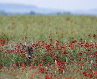 La Revue Nationale de La Chasse 946 CHEVREUIL À L'APPROCHE, TOUTES NOS RÉGIONS SONT BELLES !