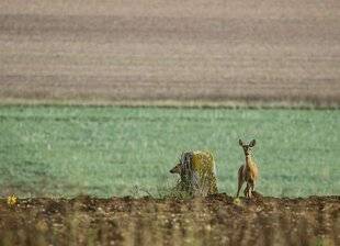 La Revue Nationale de La Chasse 946 Le rut du brocard : l'agitation de l'été