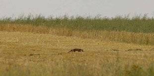 La Revue Nationale de La Chasse 946 Juillet : l'affût au renard