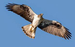 La Revue Nationale de La Chasse 946 LES CHASSEURS AU SECOURS DE L'AIGLE DE BONELLI