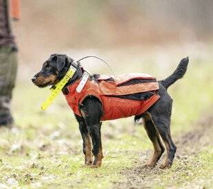 La Revue Nationale de La Chasse 946 LE TERRIER DE CHASSE ALLEMAND