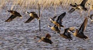 La Revue Nationale de La Chasse 946 LES PASSÉES MAGIQUES DU PARANÁ