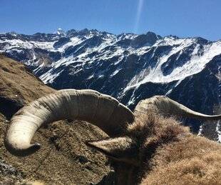 La Revue Nationale de La Chasse 946 À LA POURSUITE DU « BLUE SHEEP »