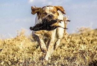 La Revue Nationale de La Chasse 946 CAILLES D'ÉTÉ EN CATALOGNE