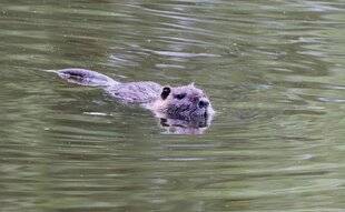 La Revue Nationale de La Chasse 947 RAGONDIN : LE FLÉAU DES ZONES HUMIDES
