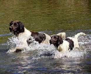 La Revue Nationale de La Chasse 947 LA PRÉPARATION DU CHIEN AVANT L'OUVERTURE
