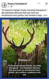 La Revue Nationale de La Chasse 947 Les cerfs envahissent les villages