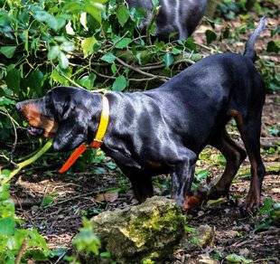 La Revue Nationale de La Chasse 947 LE CHIEN COURANT POLONAIS