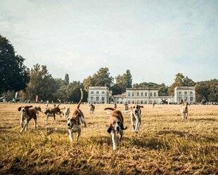 La Revue Nationale de La Chasse 947 TERRE DE CHASSE GRAND CRU À SAUTERNES