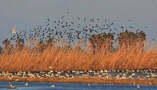La Revue Nationale de La Chasse 947 CHASSE AU GIBIER D'EAU SUR LE DELTA DE L'ÈBRE, EN ESPAGNE
