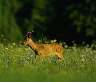 La Revue Nationale de La Chasse 947 LA ROUMANIE ENTRE AMIES
