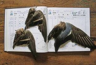 La Revue Nationale de La Chasse 947 LECTURE D'AILES DES DONNÉES ESSENTIELLES