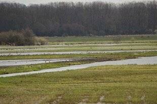 La Revue Nationale de La Chasse 947 Le botulisme : l'asphyxie silencieuse des marais