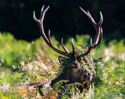 La Revue Nationale de La Chasse 948 Son Altesse fait du gras !