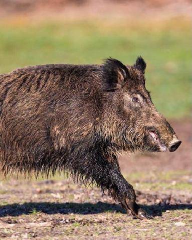 La Revue Nationale de La Chasse 948 Sangliers Le Gard toujours plus haut