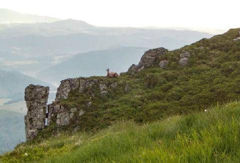 La Revue Nationale de La Chasse 948 Gibier de montagne La battue est ouverte