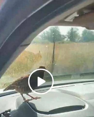 La Revue Nationale de La Chasse 948 Une perdrix grise qui attaque !