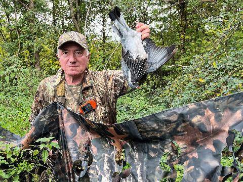 La Revue Nationale de La Chasse 948 PIGEON RAMIER À L’AFFÛT AUX FORMES, EN PLAINE, DU NORD AU SUD