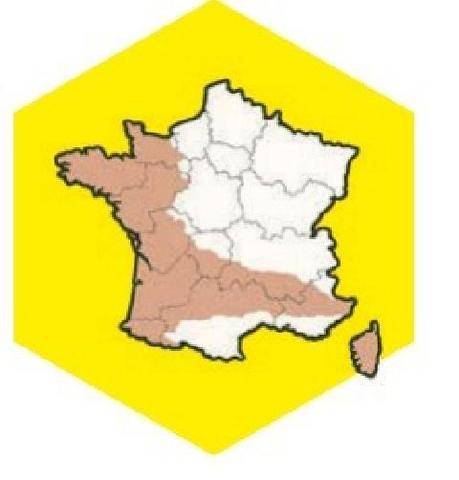 La Revue Nationale de La Chasse 948 LAPIN AU CHIEN COURANT DU MIDI À LA BRETAGNE
