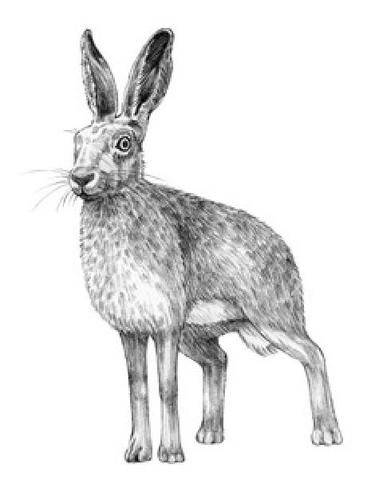 La Revue Nationale de La Chasse 948 TATAKI DE LIÈVRE « À LA PROVENÇALE »