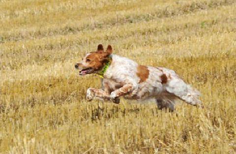 La Revue Nationale de La Chasse 948 Tous en piste dans l’Aveyron
