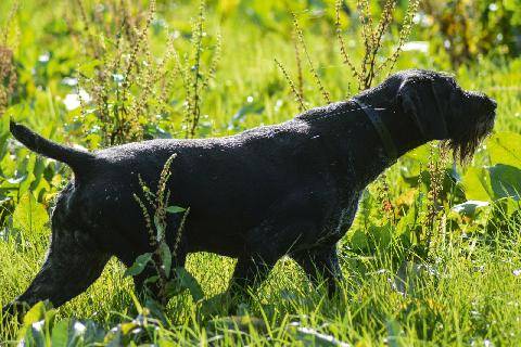 La Revue Nationale de La Chasse 948 REPRISE DES SAVOIR-FAIRE DU CHIEN D’ARRÊT AVANT L’OUVERTURE