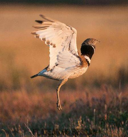 La Revue Nationale de La Chasse 948 PLATEAU DE BESSAN LES CHASSEURS AU CHEVET D’UN SANCTUAIRE
