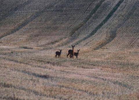 La Revue Nationale de La Chasse 948 LA DIAPAUSE EMBRYONNAIRE