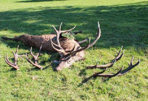 La Revue Nationale de La Chasse 949 Cerf élaphe Un GIC au cœur d’un bras de fer avec l’ONF