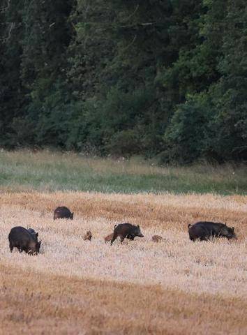La Revue Nationale de La Chasse 949 LES NUISIBLES : QUI ET POURQUOI ?