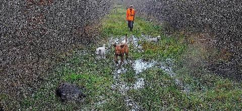 La Revue Nationale de La Chasse 949 BÊTE NOIRE :L’EFFICACITÉ DES PETITS RABATS