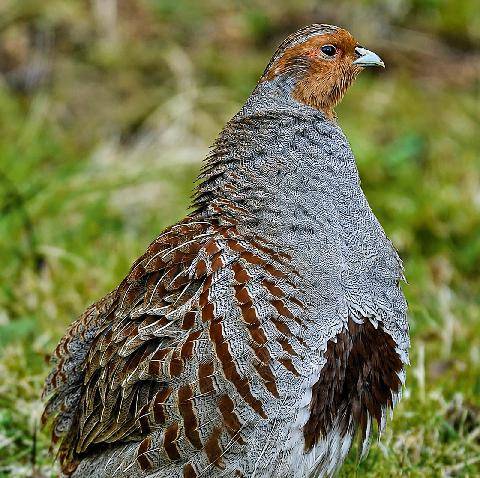La Revue Nationale de La Chasse 949 LES CHASSEURS AU CHEVET DE LA PERDRIX GRISE DES PYRÉNÉES