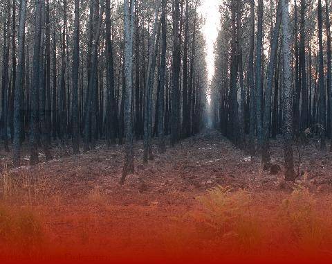 La Revue Nationale de La Chasse 949 FEUX DE FORÊT LA FRANCE PANSE SES PLAIES