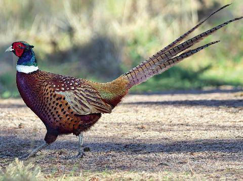 La Revue Nationale de La Chasse 949 PLUS DE GIBIER DANS NOS ASSIETTES L’EXEMPLE ANGLAIS