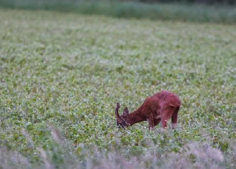 La Revue Nationale de La Chasse 949 La rumination : le secret des cervidés