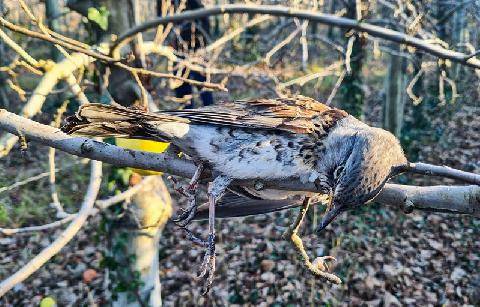 La Revue Nationale de La Chasse 949 La grive en levée de buisson