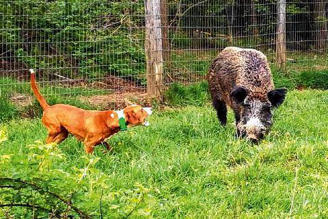 La Revue Nationale de La Chasse 949 CRÉANCER SON CHIEN