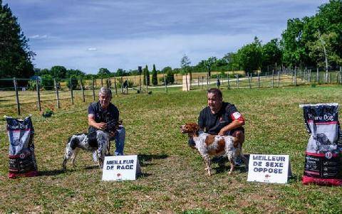 La Revue Nationale de La Chasse 949 Épagneul breton Urok domine la Nationale