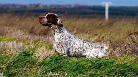 La Revue Nationale de La Chasse 949 Grand retour à Herm