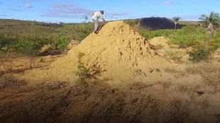 Les Veillées des Chaumières 3373 Une mégalopole, œuvre de termites