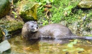 Les Veillées des Chaumières 3373 Sauvons le vison d'Europe