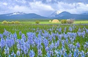 Les Veillées des Chaumières 3374 Le camassia, une plante aux épis d'azur