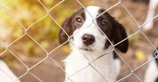 Les Veillées des Chaumières 3375 Mon chien de la fourrière