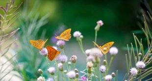 Les Veillées des Chaumières 3375 Les visiteurs des beaux jours