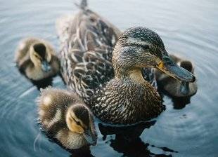 Les Veillées des Chaumières 3375 La vie foisonnante de la mare