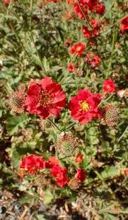 Les Veillées des Chaumières 3376 La benoîte une plante charmante