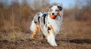 Les Veillées des Chaumières 3376 Le berger australien chien préféré des Français