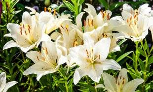 Les Veillées des Chaumières 3377 Le lys, une fleur romantique