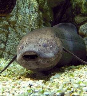 Les Veillées des Chaumières 3378 Un poisson à toute épreuve